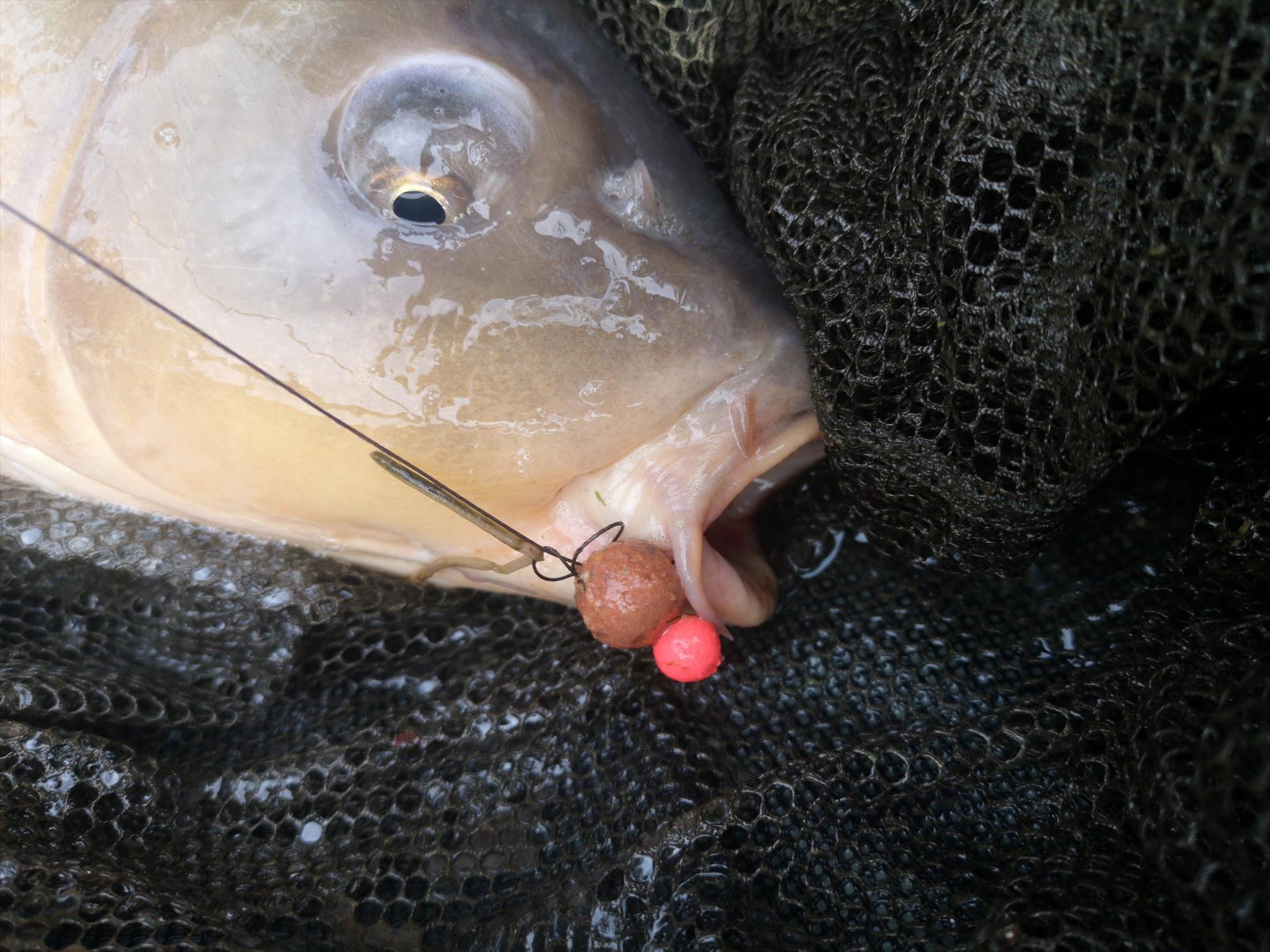 Jezero Žabar - img20190907155835.jpg